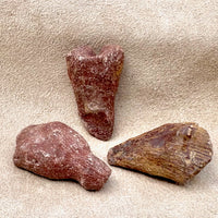 Fossil Rugose (Horn) Coral (Devonian, Morocco)