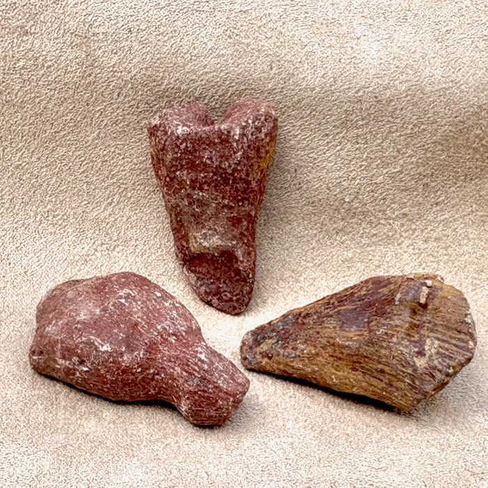 Fossil Rugose (Horn) Coral (Devonian, Morocco)