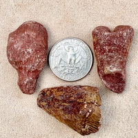 Fossil Rugose (Horn) Coral (Devonian, Morocco)