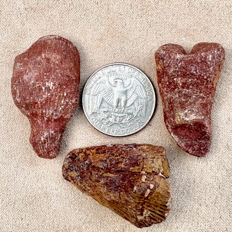 Fossil Rugose (Horn) Coral (Devonian, Morocco)