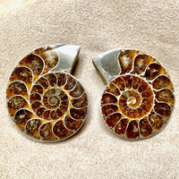 Ammonite Split Pair (Madagascar)