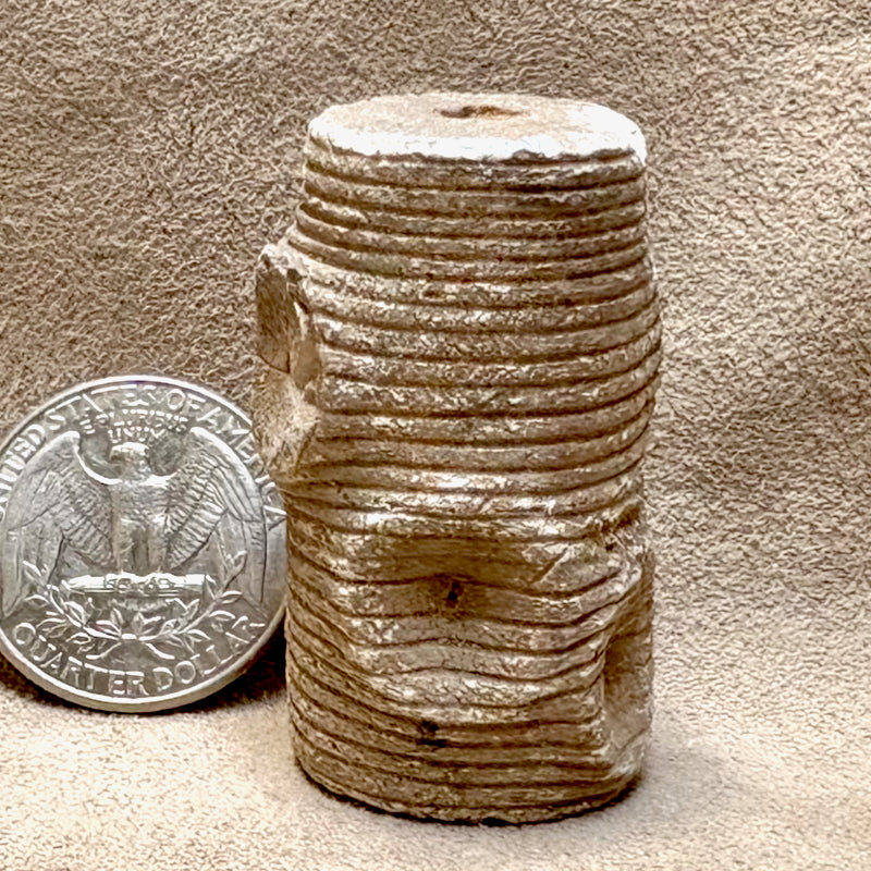 Fossil Crinoid Stem (Silurian, Morocco)