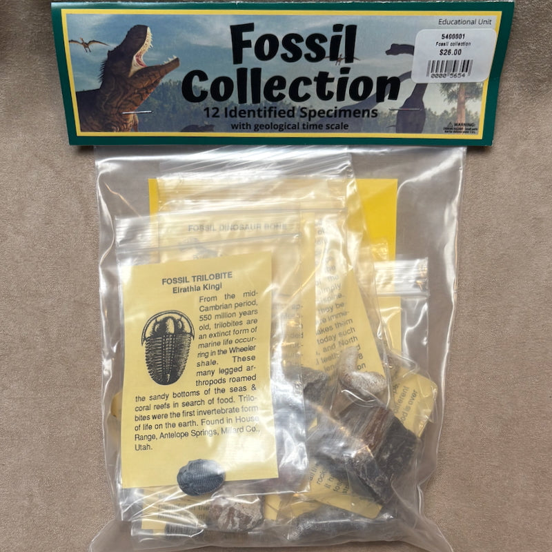 Fossil Collection Kit