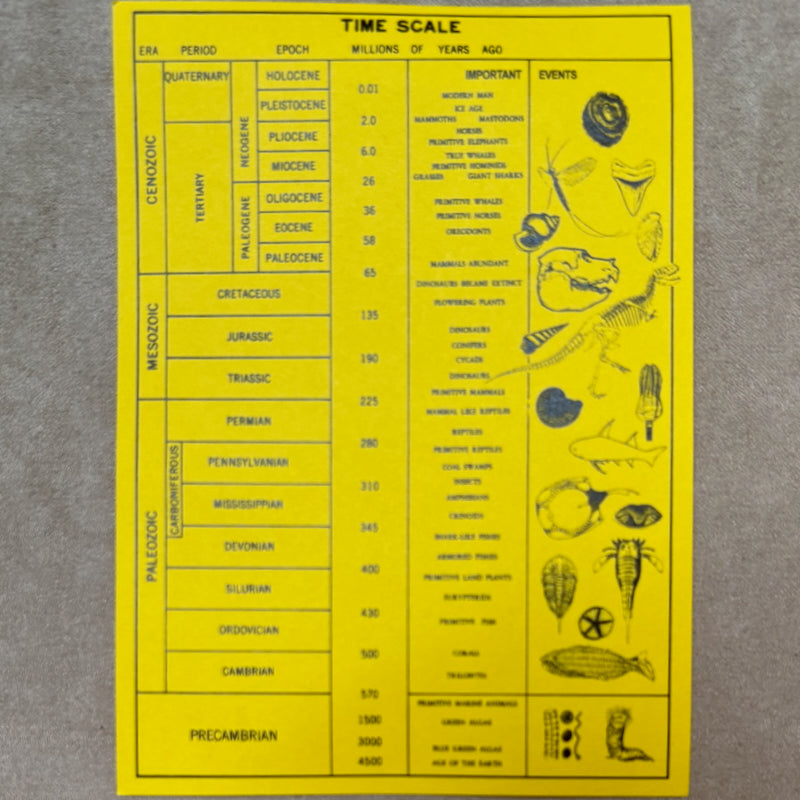 Fossil Collection Kit