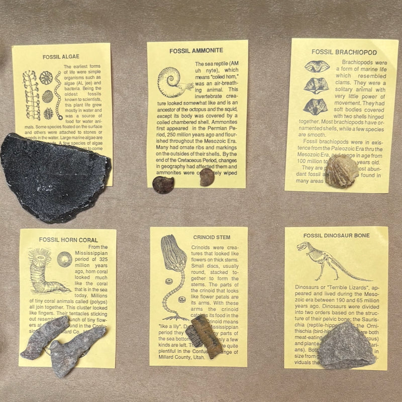 Fossil Collection Kit