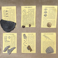 Fossil Collection Kit