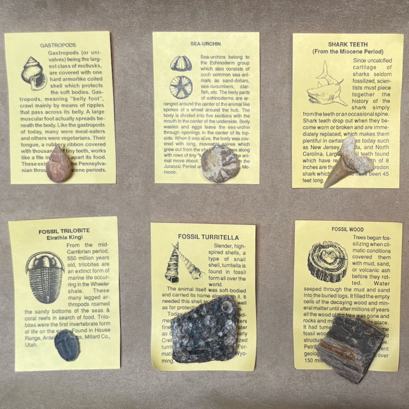 Fossil Collection Kit