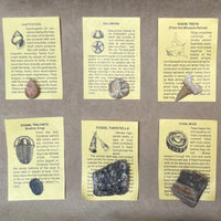 Fossil Collection Kit
