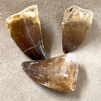 Fossil Mosasaur Tooth (Morocco)