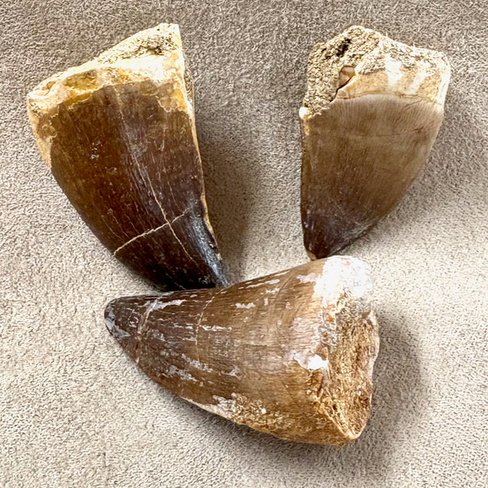 Fossil Mosasaur Tooth (Morocco)