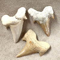 Fossil Shark Tooth (Morocco)