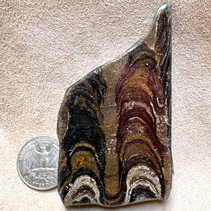Stromatolite (Bolivia)