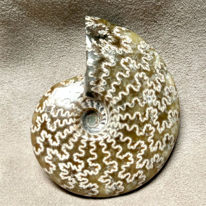 Ammonite, Cleoniceras (Cretaceous, Madagascar)