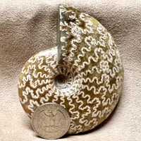 Ammonite, Cleoniceras (Cretaceous, Madagascar)