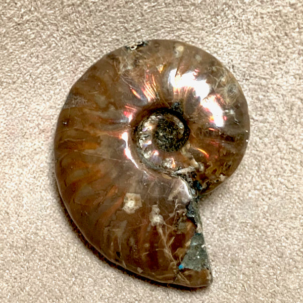 Fossil "Red" Ammonite (Cretaceous, Madagascar)