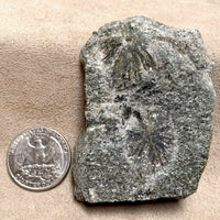 Holmquistite (China)