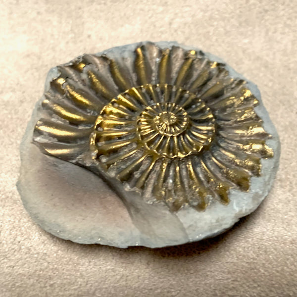 Ammonite, Pyritized (Jurassic, Germany)