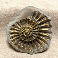 Ammonite, Pyritized (Jurassic, Germany)