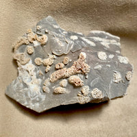 Fossil Tabulate Coral (Nevada)