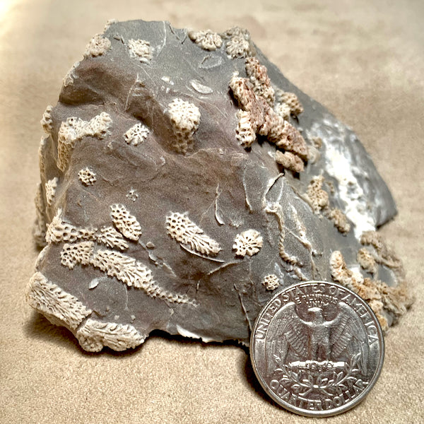 Fossil Tabulate Coral (Nevada)