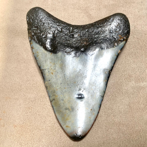 Fossil Megalodon Shark Tooth (South Carolina)
