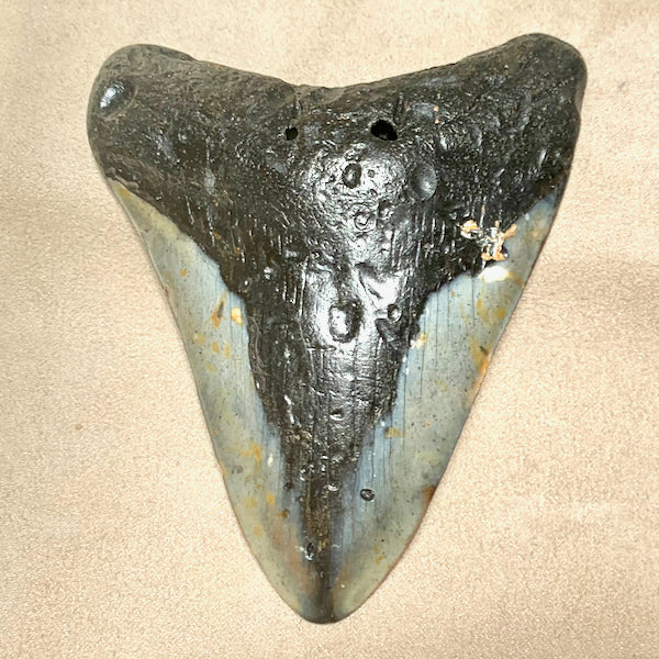 Fossil Megalodon Shark Tooth (South Carolina)