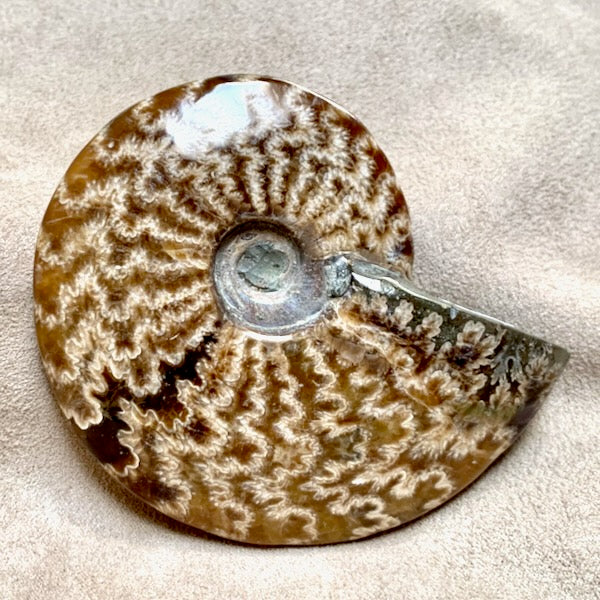 Ammonite with Sutures (Madagascar)