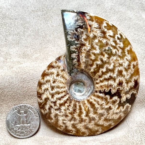 Fossil Ammonite with Sutures (Madagascar)
