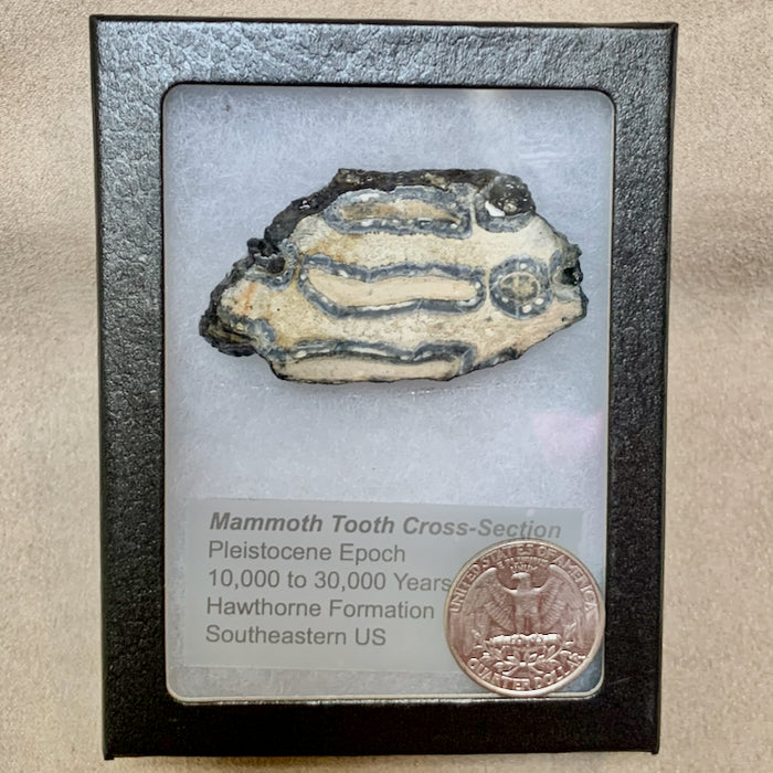 Fossil Mastodon Tooth Slice (South Carolina)