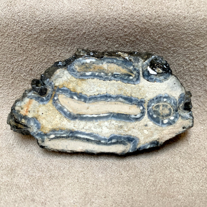 Fossil Mastodon Tooth Slice (South Carolina)
