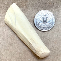 Fossil Mammal Bone (Oligocene; Nebraska)