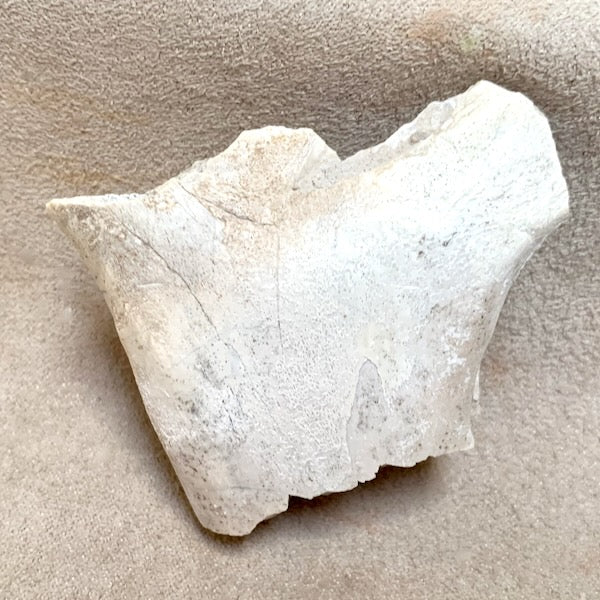 Fossil Mammal Bone (Oligocene; Nebraska)
