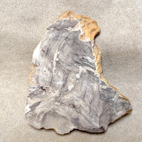 Petrified Wood (China)