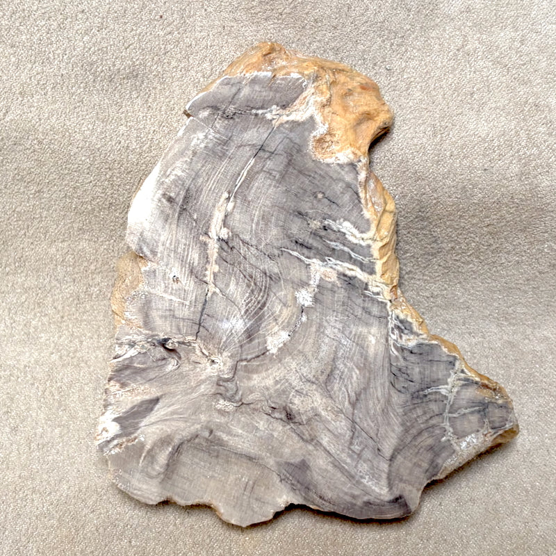 Petrified Wood (China)