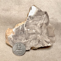 Petrified Wood (China)