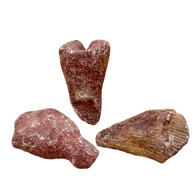 Fossil Rugose (Horn) Coral (Devonian, Morocco)