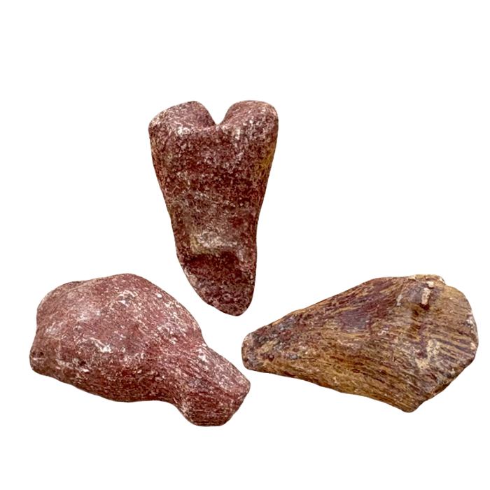 Fossil Rugose (Horn) Coral (Devonian, Morocco)