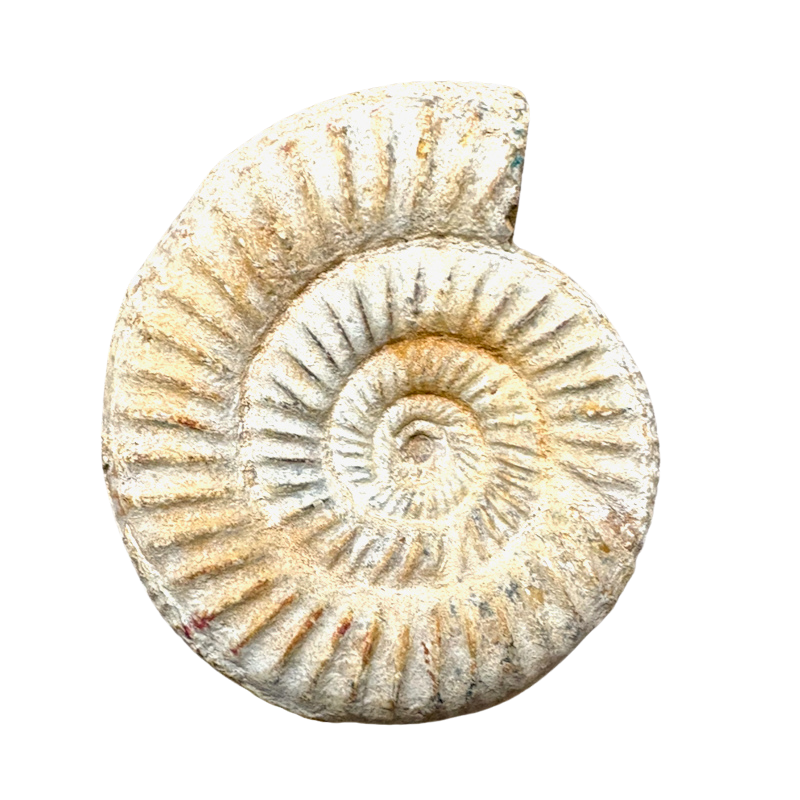 Ammonite, White (Jurassic, Madagascar)
