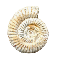Ammonite, White (Jurassic, Madagascar)