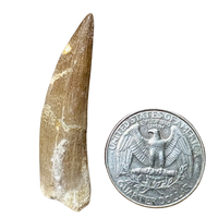 Plesiosaurus Tooth (Cretaceous, Morocco)