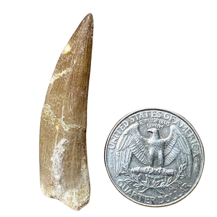 Plesiosaurus Tooth (Cretaceous, Morocco)