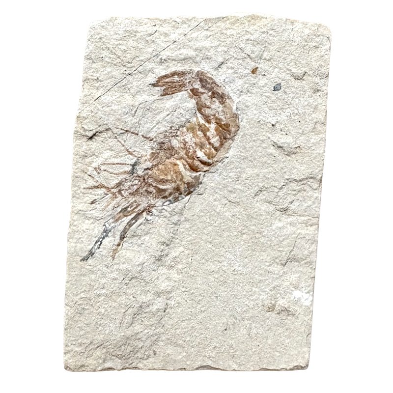 Fossil Shrimp (Cretaceous, Lebanon)