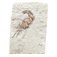 Fossil Shrimp (Cretaceous, Lebanon)