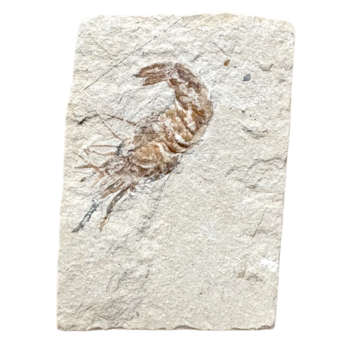 Fossil Shrimp (Cretaceous, Lebanon)