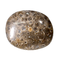 Fossil Coral (Morocco)