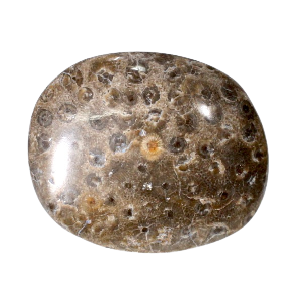 Fossil Coral (Morocco)