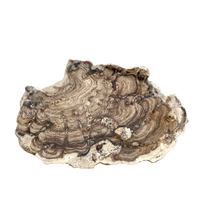 Stromatolite (Bolivia)