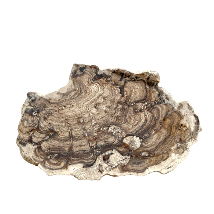Stromatolite (Bolivia)