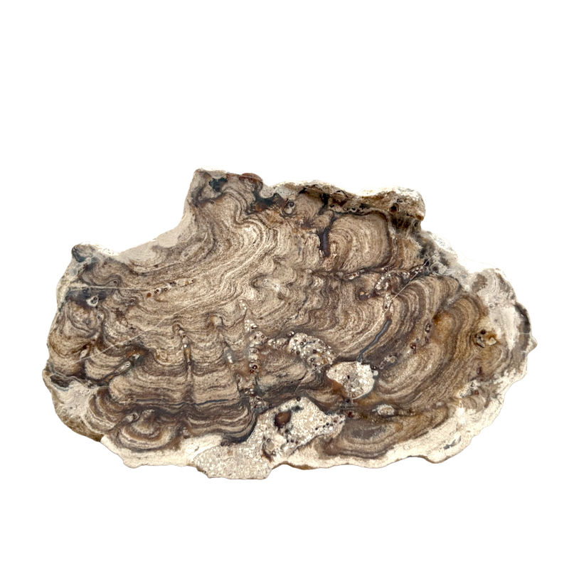 Stromatolite (Bolivia)