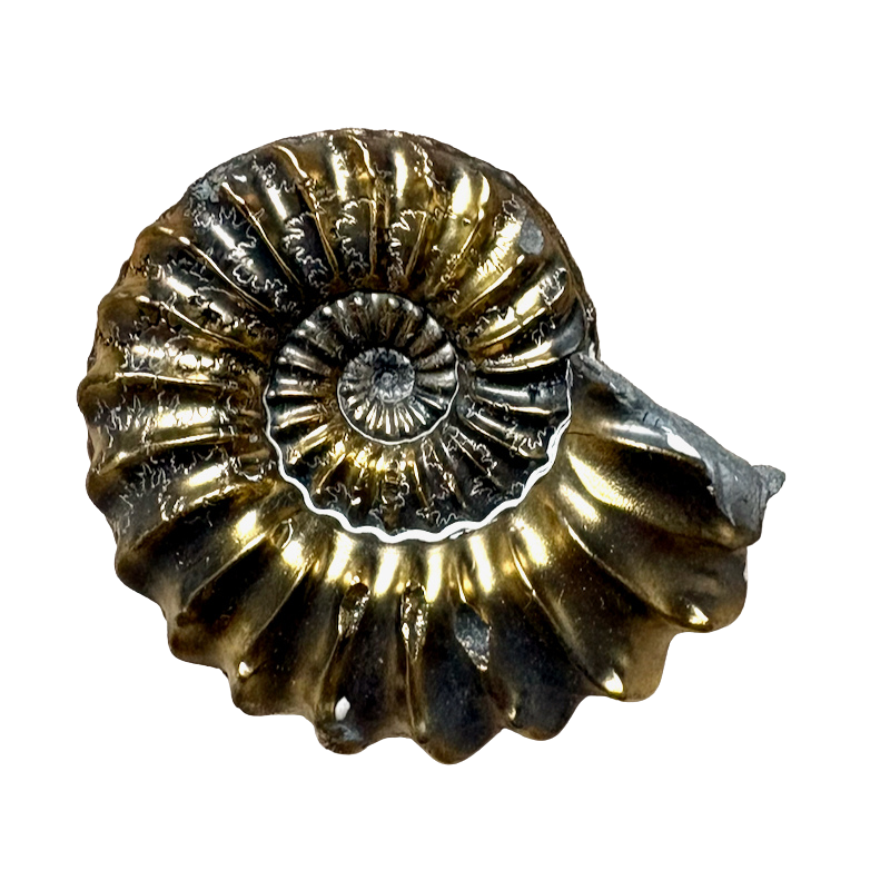 Ammonite (Pleuroceras) pyritized (Jurassic, Germany)